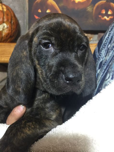 Plott Hound Puppies For Sale | Mosinee, WI #250636