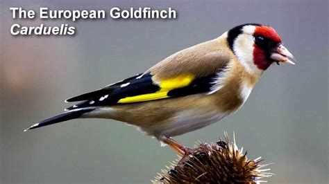 European goldfinch - Alchetron, The Free Social Encyclopedia