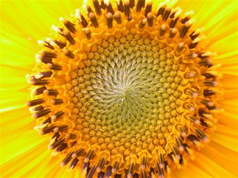 Sunflower Fibonacci Spiral | Flickr - Photo Sharing!