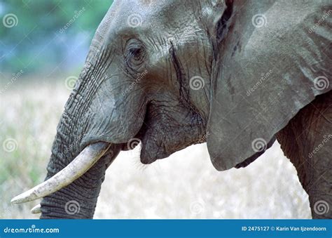 Elephant Smiling Royalty Free Stock Photography - Image: 2475127