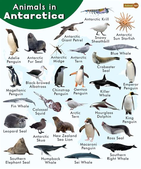 Artic animals, Antarctica, Antarctica activities