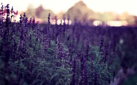 Lavender Flower Wallpapers HD Free Download