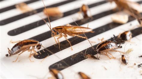 How To Get Rid Of Cockroaches In Your Apartment? – Forbes Home