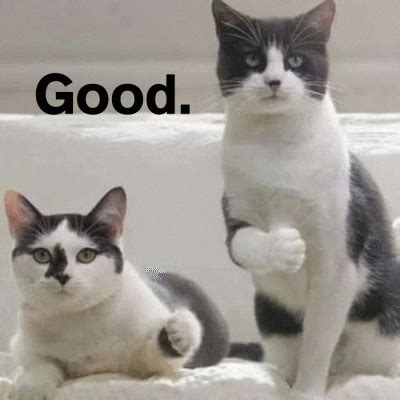 Trending GIF cats good thumbs up ha hunt adkins good cats huntadkins ...