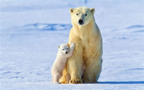 Download Animal Polar Bear HD Wallpaper