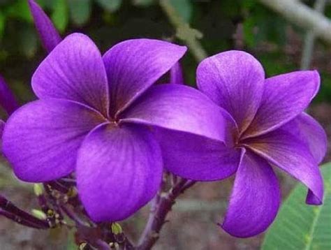 Exotic Thailand Purple Plumeria Plant - Frangipani - 8-10" Cutting ...