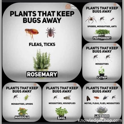 Plants to keep bugs away | 🥷 Knowledge Ninja