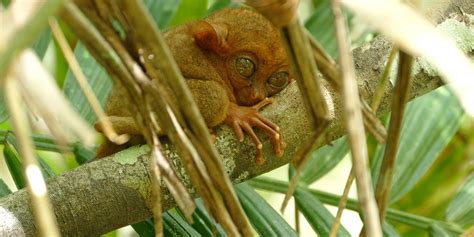 The Adorable Wildlife of the Philippines Above and Below the Water ...