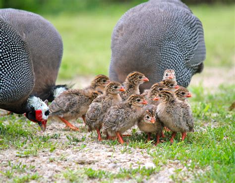 Guineas will also lay eggs although smaller than chicken eggs. | Guinea ...