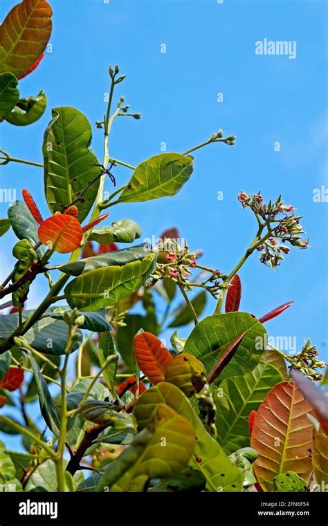 Leaves and flowers of cashew tree (Anacardium occidentale Stock Photo ...