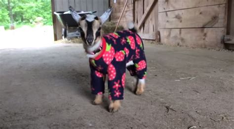 Baby goats in pajamas play like toddlers (VIDEO) – SheKnows