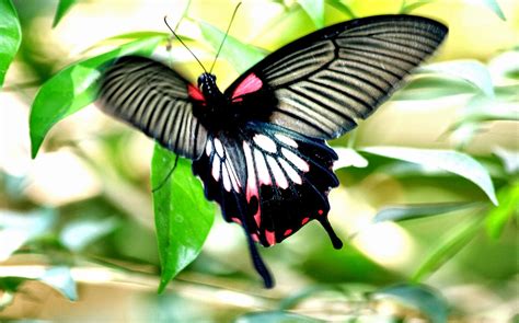 Papilio Memnon Butterfly | Fun Animals Wiki, Videos, Pictures, Stories