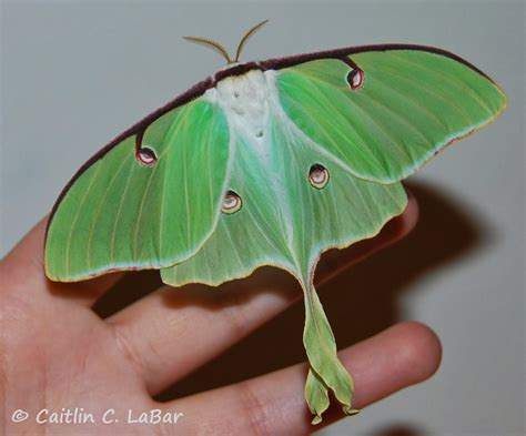 Northwest Butterflies: Species Profile: Luna Moth