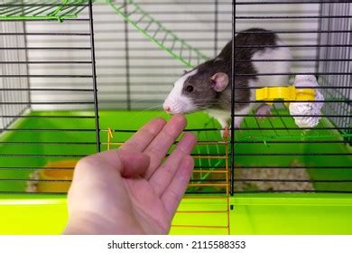 Domestic Rat Cage Closeup Stock Photo 2115588353 | Shutterstock