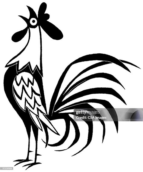 Crowing Rooster High-Res Vector Graphic - Getty Images