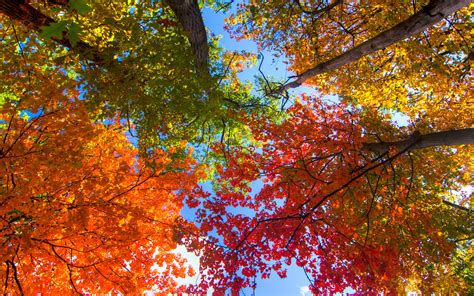 Autumn Colors Windows 10 Theme | Free Wallpaper Themes