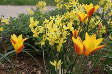 Magical Miniature Daffodils – Black Gold