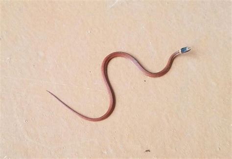 Baby Northern Red Bellied Snake (Storeria Occipitomaculata) in ...