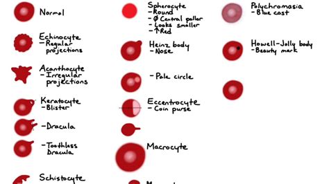 Red Blood Cell Morphology Chart