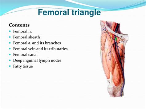 Femoral Canal Borders