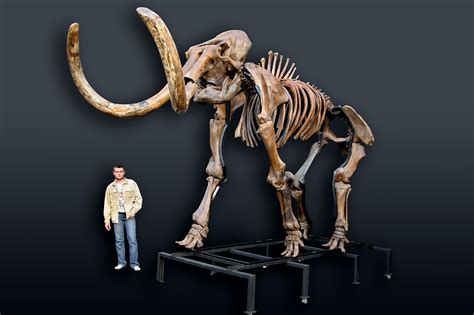 Russian woolly mammoth skeleton (Mammuthus primigenius) photos ...