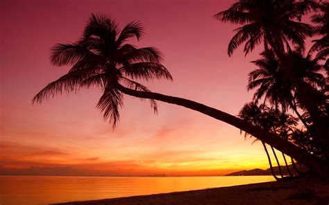 Tropical, sunset, palm trees, silhouette, beach, sea wallpaper | beach ...