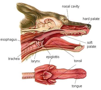 Cat and dog anatomy | Veterinary Teaching Hospital | Washington State ...