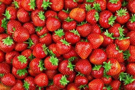 Popular Strawberry Varieties (Complete Guide)