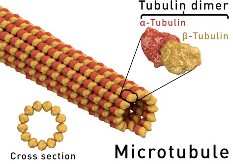 Microtubuli - Il citoscheletro - BioPills