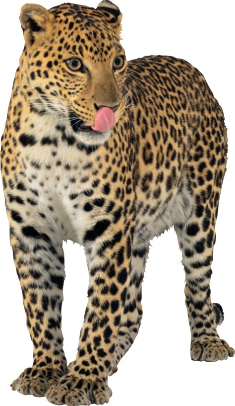 Leopards PNG Transparent | PNG Mart