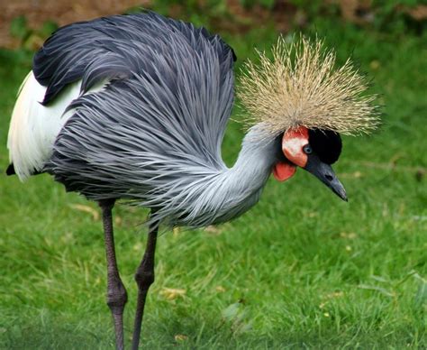 Grey Crowned Crane ~ Birds World