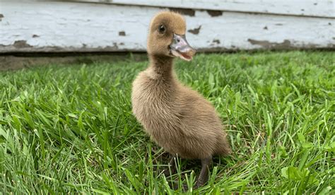 Breed Spotlight: Khaki Campbell Duck | Meyer Hatchery Blog