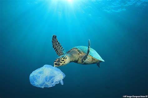 Plastic Oceans: MEPs back EU ban on polluting throwaway plastics by ...