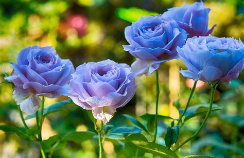 Curious Questions: Why is there no such thing as a truly blue rose? And ...