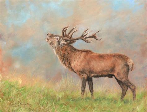 European Red Deer Painting by David Stribbling