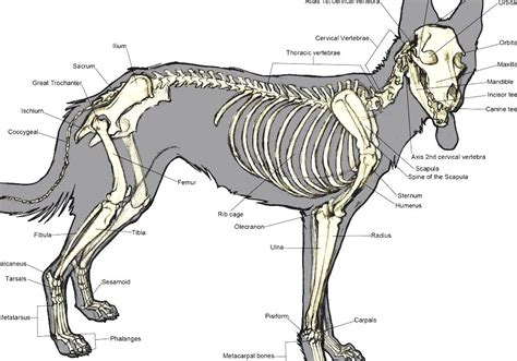 Male Dog Anatomy Diagram