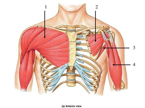 PPT - Unlabeled Pictures Pectoral Girdle and Upper Extremity PowerPoint ...