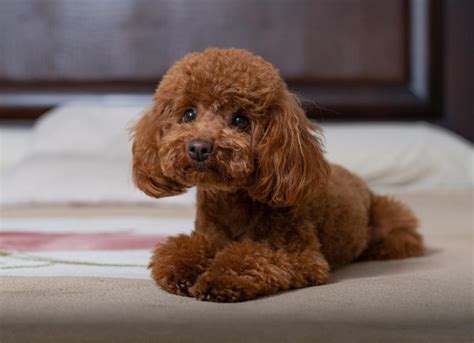 Toy Poodle Dog Breed Health and Care | PetMD