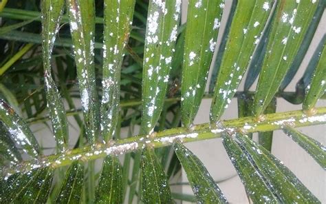 Areca Palm Leaves Turning Yellow: Causes and How to Fix Yellowing Leaves