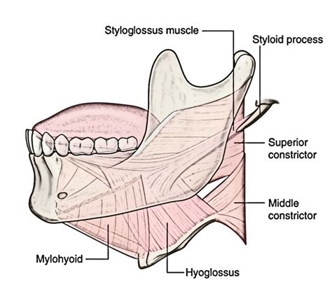 Albums 95+ Pictures What Do The Geniohyoid, Hyoglossus, And Stylohyoid ...