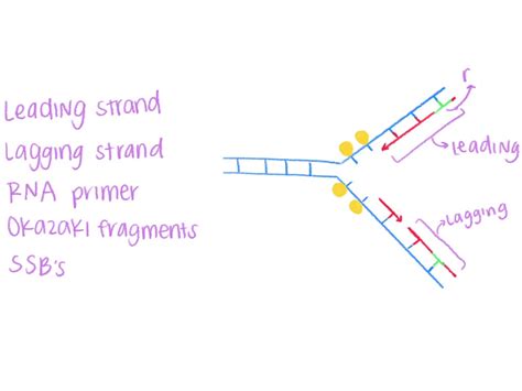 Okazaki Fragments Lagging Strand