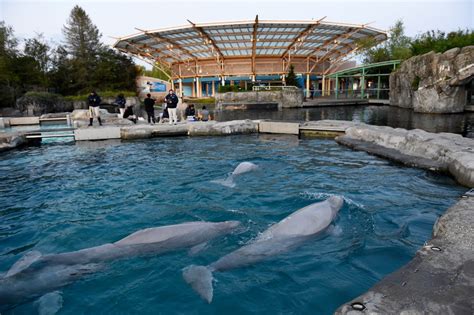 Stephen Coan on Science, Whales and Tourism at the Mystic Aquarium - CT ...