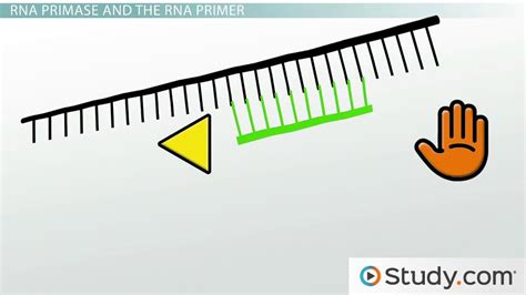 DNA Polymerase & RNA Primase | Functions & End Products - Lesson ...