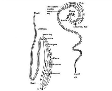 trichuris trichiura treatment