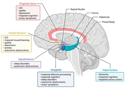 Brain Sciences | Free Full-Text | Imaging the Limbic System in ...