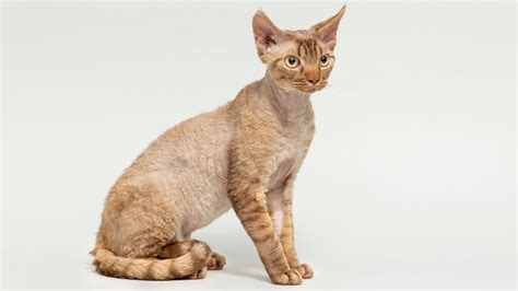 Devon Rex Cat (Characteristics, Temperament, Basic Care) | More