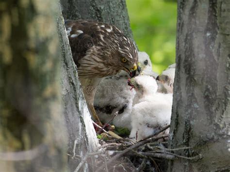 Cooper-s Hawk Feeding Chicks Stock Photo - Image of accipiter, tree ...