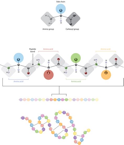 The relationship between amino acid side chains and protein ...