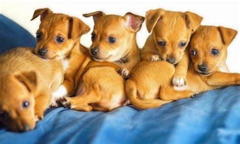 Are Chiweenies Good Dogs