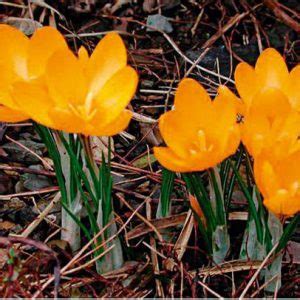 Crocus - Flower Bulbs - Perennial - Eurobulbs UK Ltd